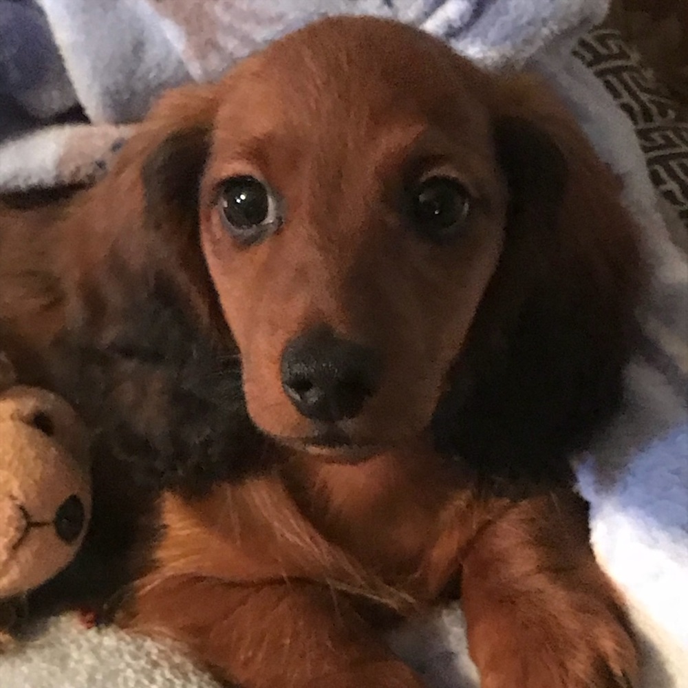 Meet your Posher, Steve